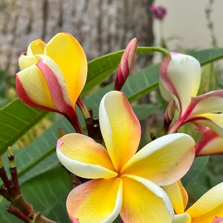 Διαμέρισμα Tenerife North Escape