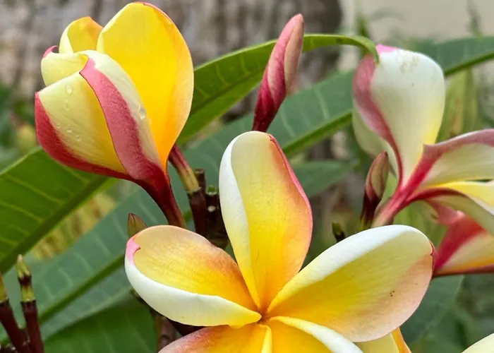 Διαμέρισμα Tenerife North Escape